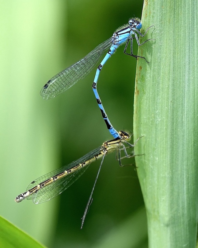 common blue damselflies